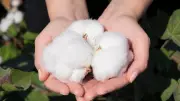 India Exempts Import Duty on Cotton Till October 30, Effective June 1