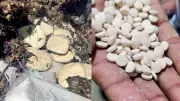 India Seizes 228 kg of Captagon, the 'Jihadi Drug', in Major Operation