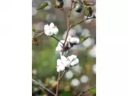 India Waives Customs Duty on Cotton Imports from June to October