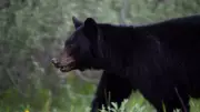Indian man dies in rare black bear attack at Canada uranium site