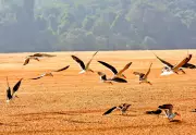 Indian Skimmers Breed in Mahanadi Sanctuary for First Time