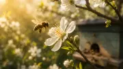 India's Bee Crisis: Why Pollinators Are Disappearing and What We Must Do