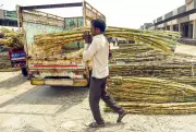 India's Sugar Export Ban Defended by Experts, Opposed by Farmers