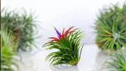 Indoor Plants That Grow Without Soil: Top 6 Low-Maintenance Options