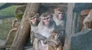 Infant Monkey Death Sparks Tension in Palampur Locality