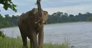 Infrastructure Projects Fuel Human-Elephant Conflicts in Arunachal Pradesh