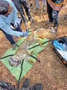 Injured Leopard Rescued from Thane's Indira Nagar by Forest Officials