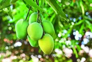Intense Summer Heat Affecting Mango Quality in Telangana