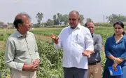 Intercropping in Sugarcane to Boost Farmers' Income: HAU VC