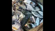 Invasive Fish Species Threaten Goa's Native Aquatic Life in Wetlands