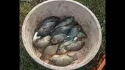 Invasive Fish Species Threaten Native Catch in Goa's Batim Lake