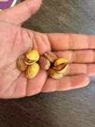 Iranian Pistachio Shortage Hits Pune Market, Prices Surge 50%
