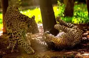 Junnar Forest Division Brings Wildlife Experts from Vidarbha to Tackle Leopard Attacks