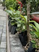 Karnataka Forest Dept to Develop 100-Acre Lung Space in Madenur