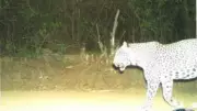 Karnataka Leopard Hunt: Combing Operation Enters Fourth Day with Drones and Cages