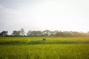 Karnataka to Create Climate Action Plans for All 5,994 Gram Panchayats