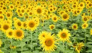 Karnataka to Procure Sunflower Seeds at MSP of Rs 7,721 per Quintal