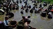 Kashmir's 400-Year-Old Panzath Fish Festival Celebrates Community and Conservation