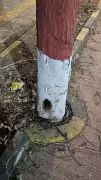 KDMC Probes Tree Destruction Attempt Using Drill and Poison Method in Kalyan