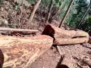 Kerala: Fresh Inventory of Seized Rosewood Logs in Wayanad Illegal Felling Case