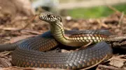 Kerala Snakebite Deaths: 64-Year-Old Man Dies During Treatment