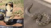 King Cobra vs Russell's Viper: Which Snake's Hiss Is More Terrifying?