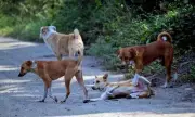 Kochi Corporation to Start Work on Dog Shelter at Brahmapuram