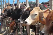 Kolkata Cleric Advises Muslims to Avoid Cow Sacrifice Due to Strict Slaughter Laws