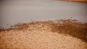 Lake Soil from Karnataka Transported to Kerala After Stones