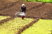 Latur Farmers Await Crop Insurance Claims as Kharif Season Nears