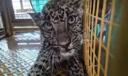 Leopard Cub Rescued from Net Trap in Ratnagiri Village