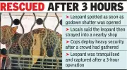 Leopard Spotted in Amravati Godown Triggers 3-Hour Rescue Operation