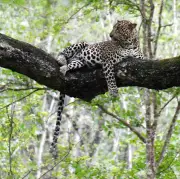 Leopard Spotted in Thane's Indira Nagar, Forest Officials Issue Caution