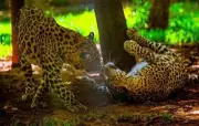 Leopard Spotted Third Time at Mumbai Complex, Cage Trap Installed