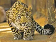 Leopard Strays into Kathua Village, Rescued After Tense Operation