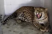 Leopard That Injured Eight Rescued in UP, Sent to Gorakhpur Zoo