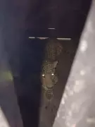 Leopard Trapped at Mercedes-Benz Plant in Pune After 3-Day Operation
