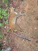 Leopardess Killed by Motorcycle Near Shivamogga Elephant Camp