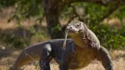 Lizards Share Common Ancestor with Crocodiles and Dinosaurs, Science Reveals