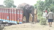 Lone Elephant E-5 Rescued After Bonding With Trained Kumki Elephant in MP