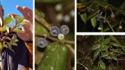 Lost Himalayan Blueberry Rediscovered in Arunachal Pradesh After 150 Years