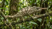 Madagascar's Pinocchio Chameleon Revealed as New Species After 150-Year Misidentification