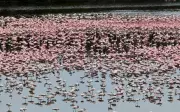 Maharashtra Doubles Flamingo Lake Reserve to 36 Hectares, Blocking Cidco Plans