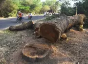Maharashtra mandates 15-day tree felling permission for industrial projects