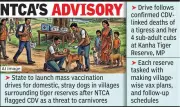 Maharashtra Orders Dog Vaccination in Tiger Reserve Areas After CDV Threat