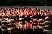 Maharashtra Wetlands Need Legal Protection Fast, Say Greens on Biodiversity Day