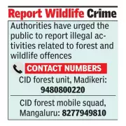 Mangaluru Police Arrest Three for Attempted Sale of Pangolin Scales