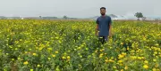Marigold Cultivation Boosts Income for Ganjam Farmers