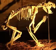 Marsupial Lion Skeleton Discovered in Nullarbor Plain Cave After Millions of Years