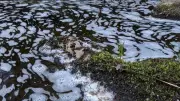 Mass Fish and Bird Deaths in River Spey Tributary Spark Investigation